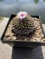 Preview: Turbinicarpus panarottoi
